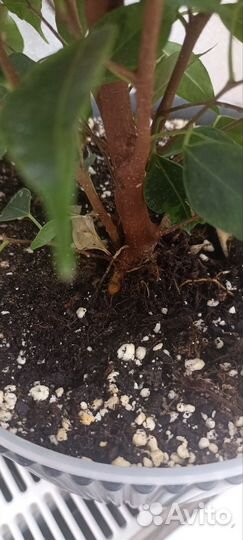 Фикус бенджамина