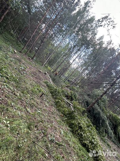 Расчистка участка спил деревьев