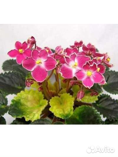 Фиалка Mac's Scorching Sun