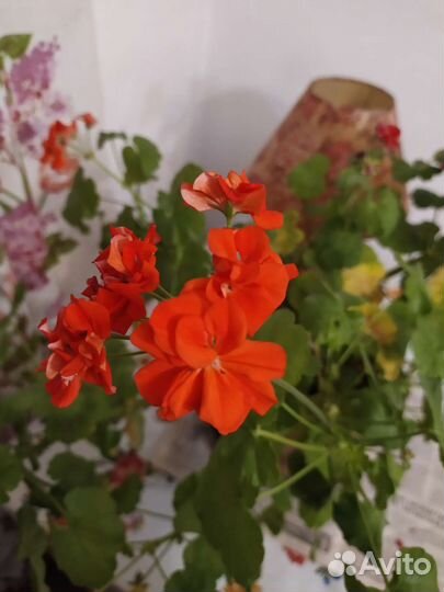 Пеларгония герань