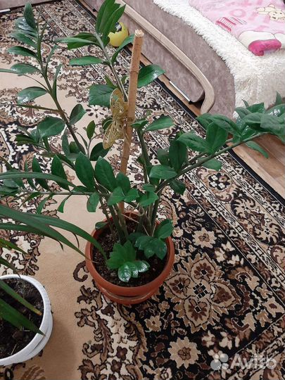 Большое растение Замиокулькас