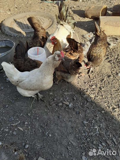 Инкубационное яйцо индоутки,цветное яйцо кур