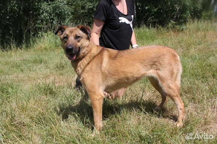 Собака ищет любящую семью