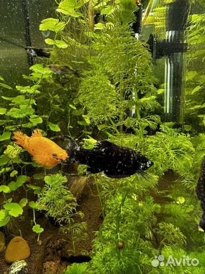 Аквариумные рыбки