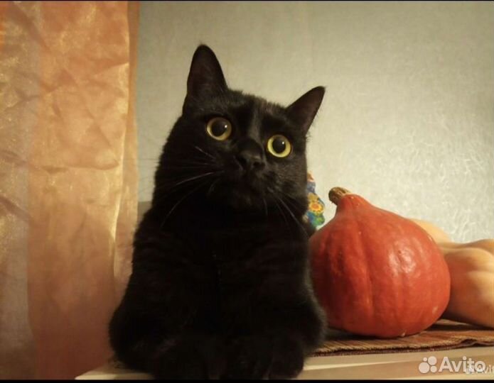 Домашняя передержка - киса, котик, кролик