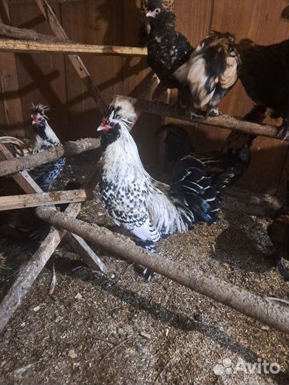 Петух Павловское золото и серебро