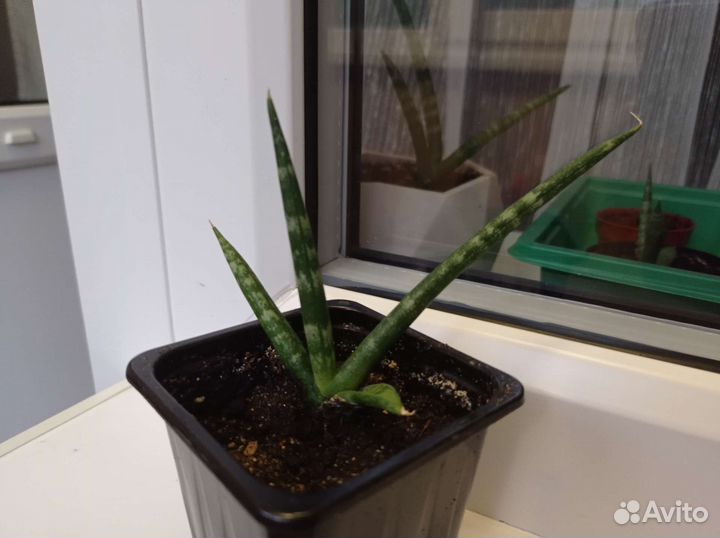 Сансивиерия цилиндрика