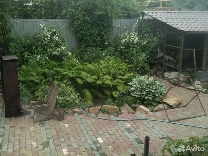 Хосты, лилейники, бадан, пионы и т. д