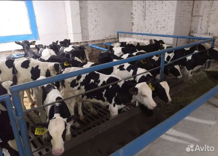 Телята бычки