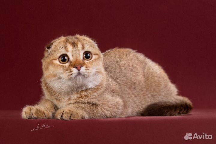 Шоколадные черепаховые кошечки, котята шоу-брид