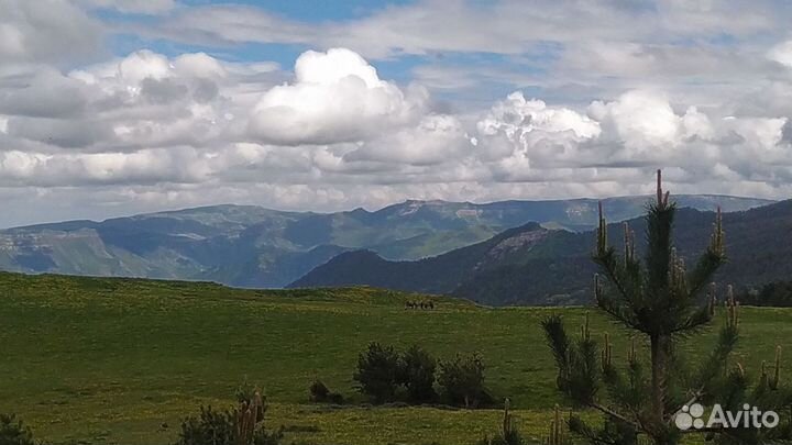 Пыльца сосновая, воздуханы мимо