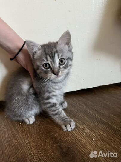 Кошка в дар бесплатно
