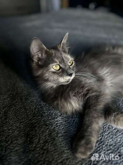 Котенок 4 месяца