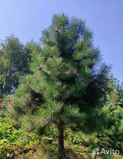 Саженцы сосны жёлтой (орегонской), трехлетки, зкс