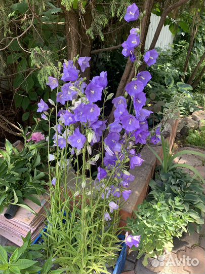 Цветы многолетники