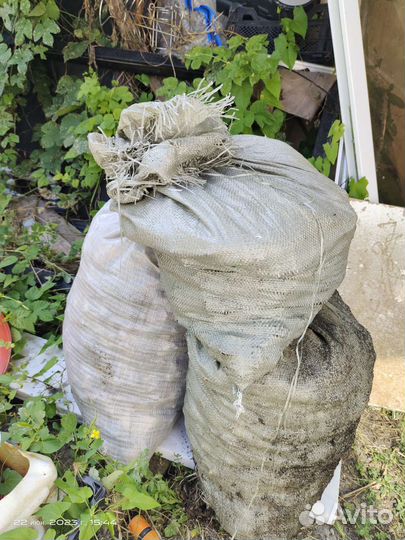 Морские ракушки раковины