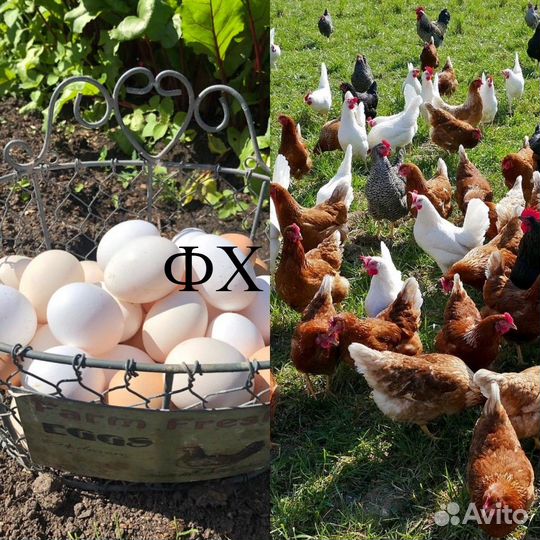 Куры фермерские
