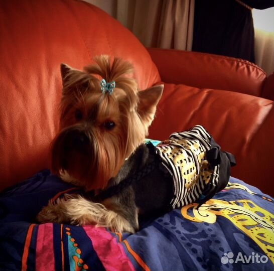 Йоркширский терьер одежда