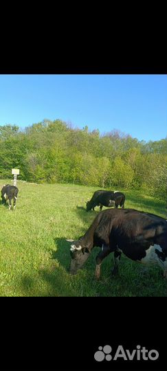 Коровы телки телята