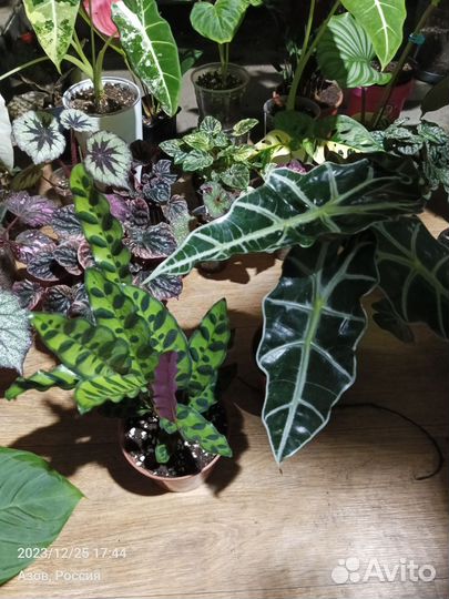 Диффенбахия