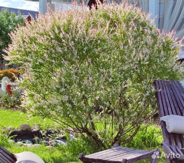 Ива хакуро нишики