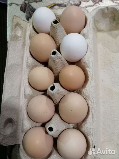 Домашние куриные яйца