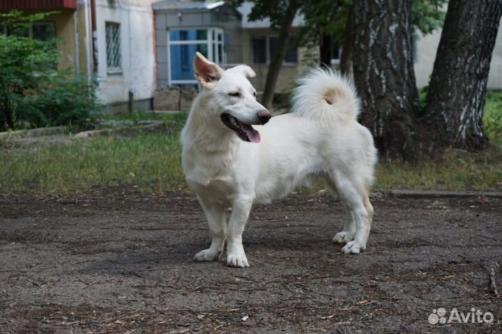 Собака мальчик 9 месяцев