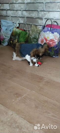 Куртка для кошки