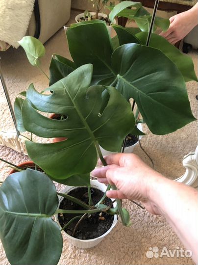 Монстера пальма цветы для дома и офиса