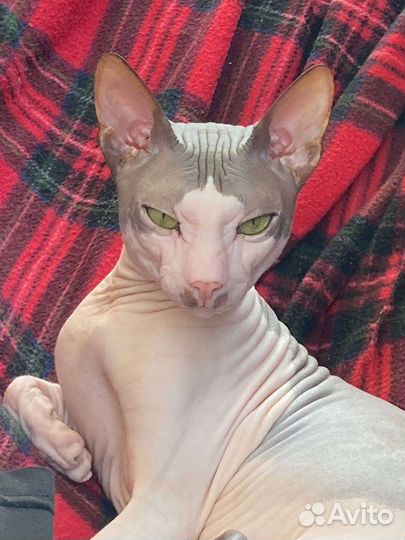 Донской сфинкс вязка