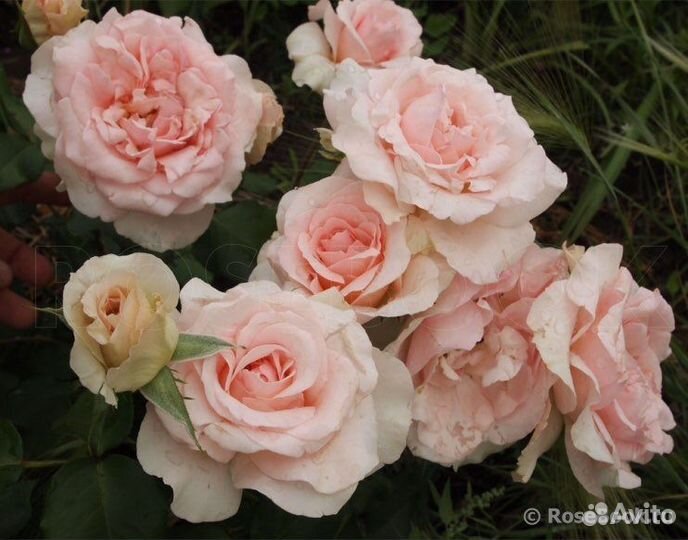 Роза флорибунда Иоганн Штраус