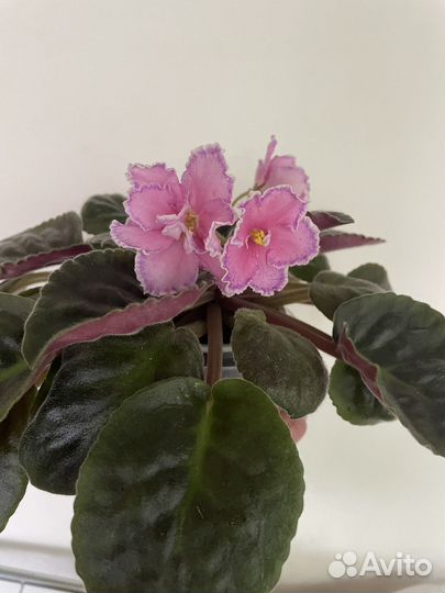 Цветущие Фиалки