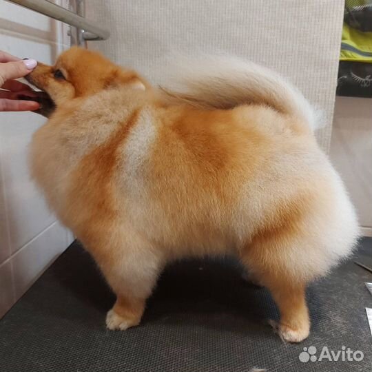 Стрижка собак, груминг, экспресс-линька