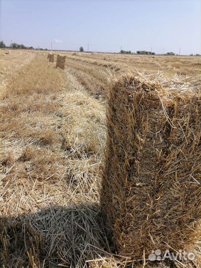 Солома в тюках с доставкой