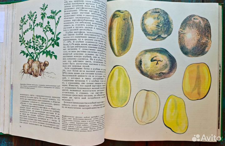 Ботаническая книга плоды земли