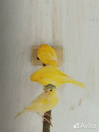 Продам канареек
