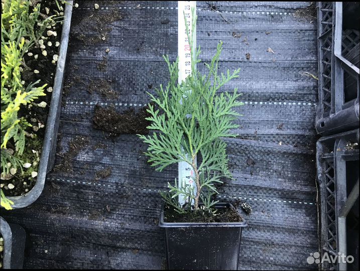 Туя колумна