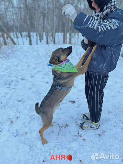 Собака Лукас ищет дом