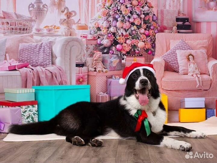 Гаврюша ищет дом