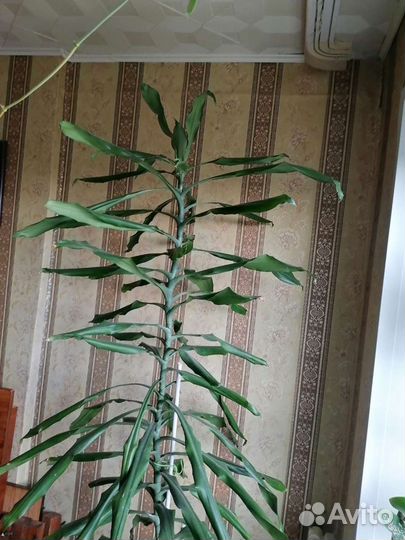 Продаю высокий цветок