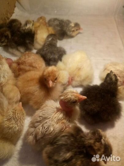 Инкубационное яйцо породных кур, цыплята суточные
