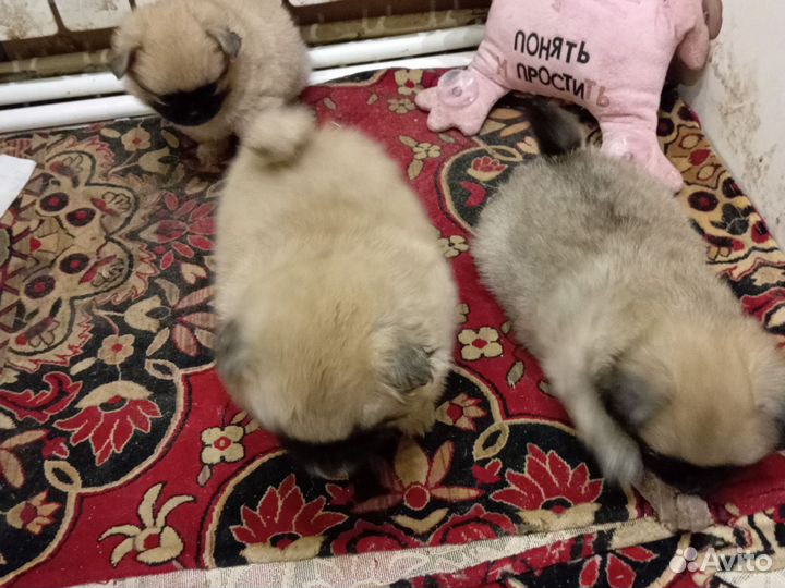 Продам щенков пекинеса