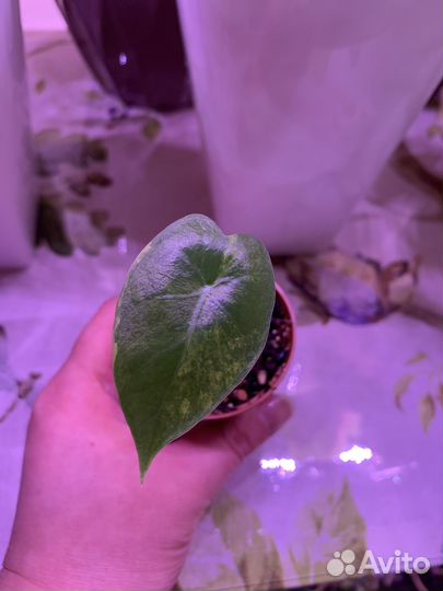 Алоказия азлани, одора варигатная