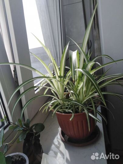 Хлорофитум бонни-природный антисептик