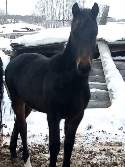 Продам жеребчика