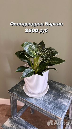 Комнатные растения: хамедорея, сансевиерия