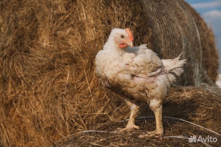 Подрощенный корнишон/цыплёнок табака