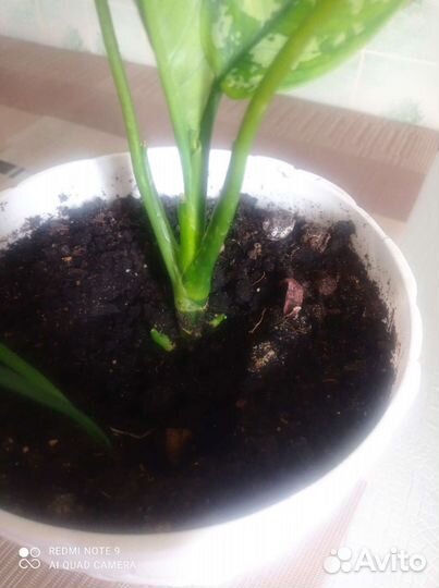 Аглоанема Мария