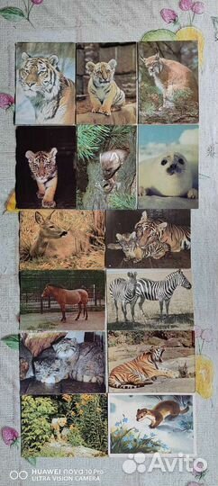 Открытки СССР, животный мир