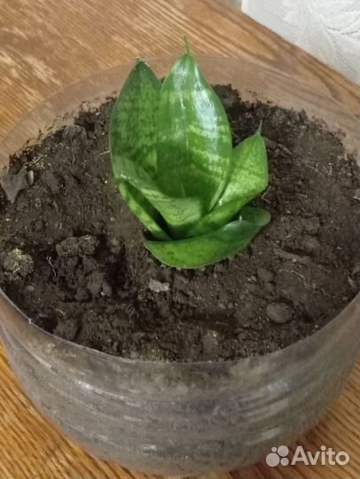 Комнатное растение